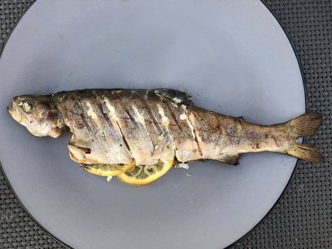 Een gegrilde forel op een bord met citroen en tijm